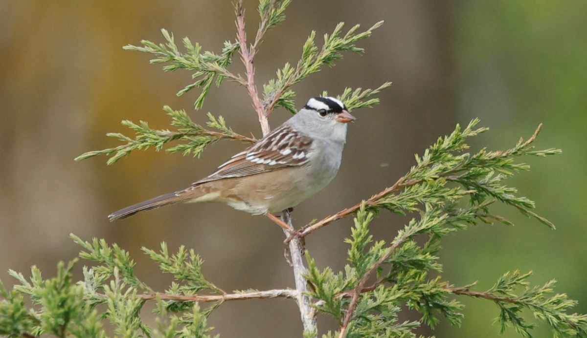 White-crowned Sparrow - ML618795061