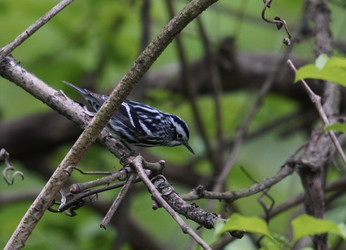 Black-and-white Warbler - Ethan K