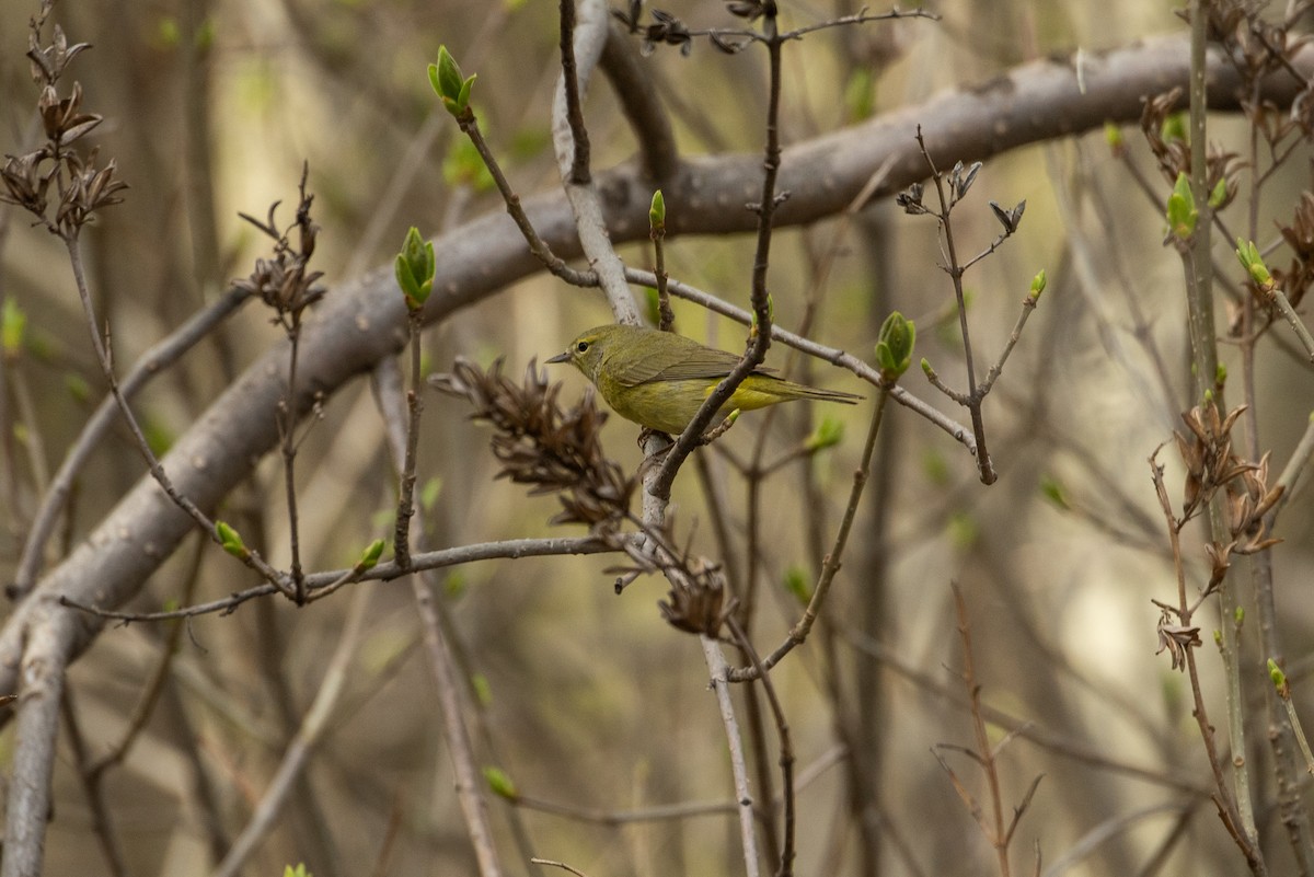 Orange-crowned Warbler - ML618795072