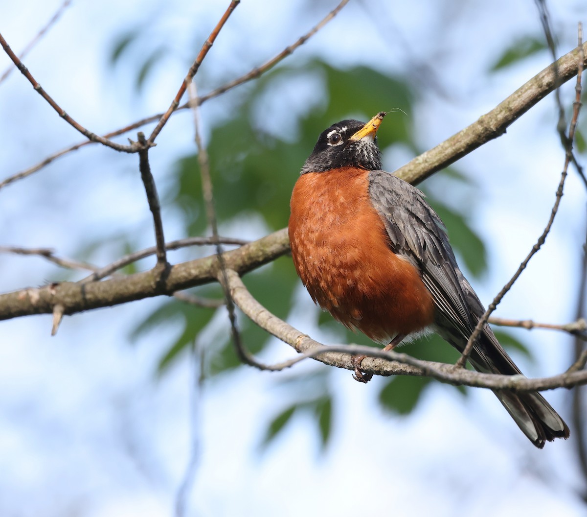 American Robin - Andy Gee