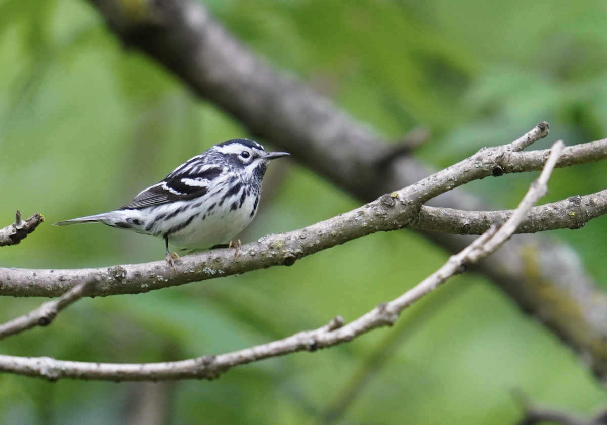 Black-and-white Warbler - Ethan K