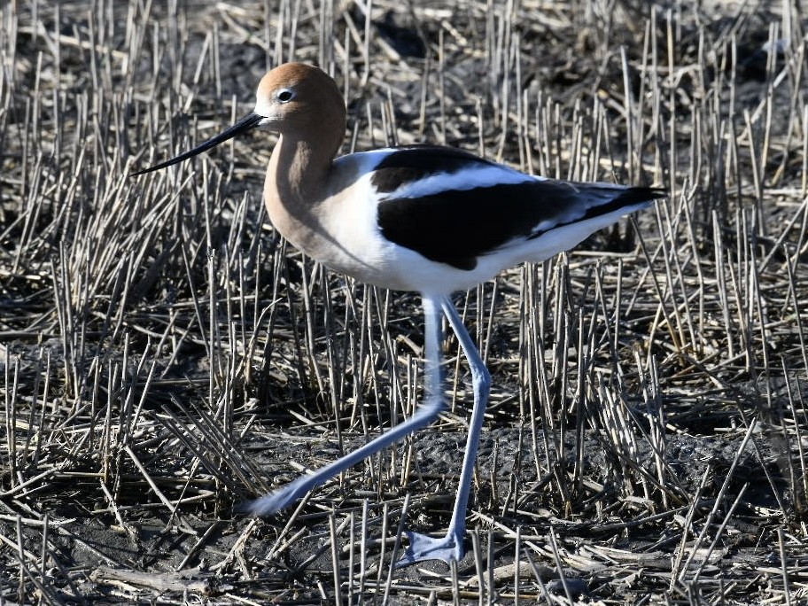 American Avocet - Sarah Critchley