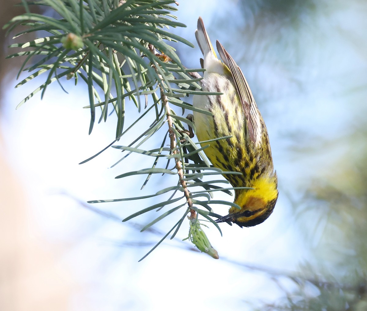 Cape May Warbler - ML618795137