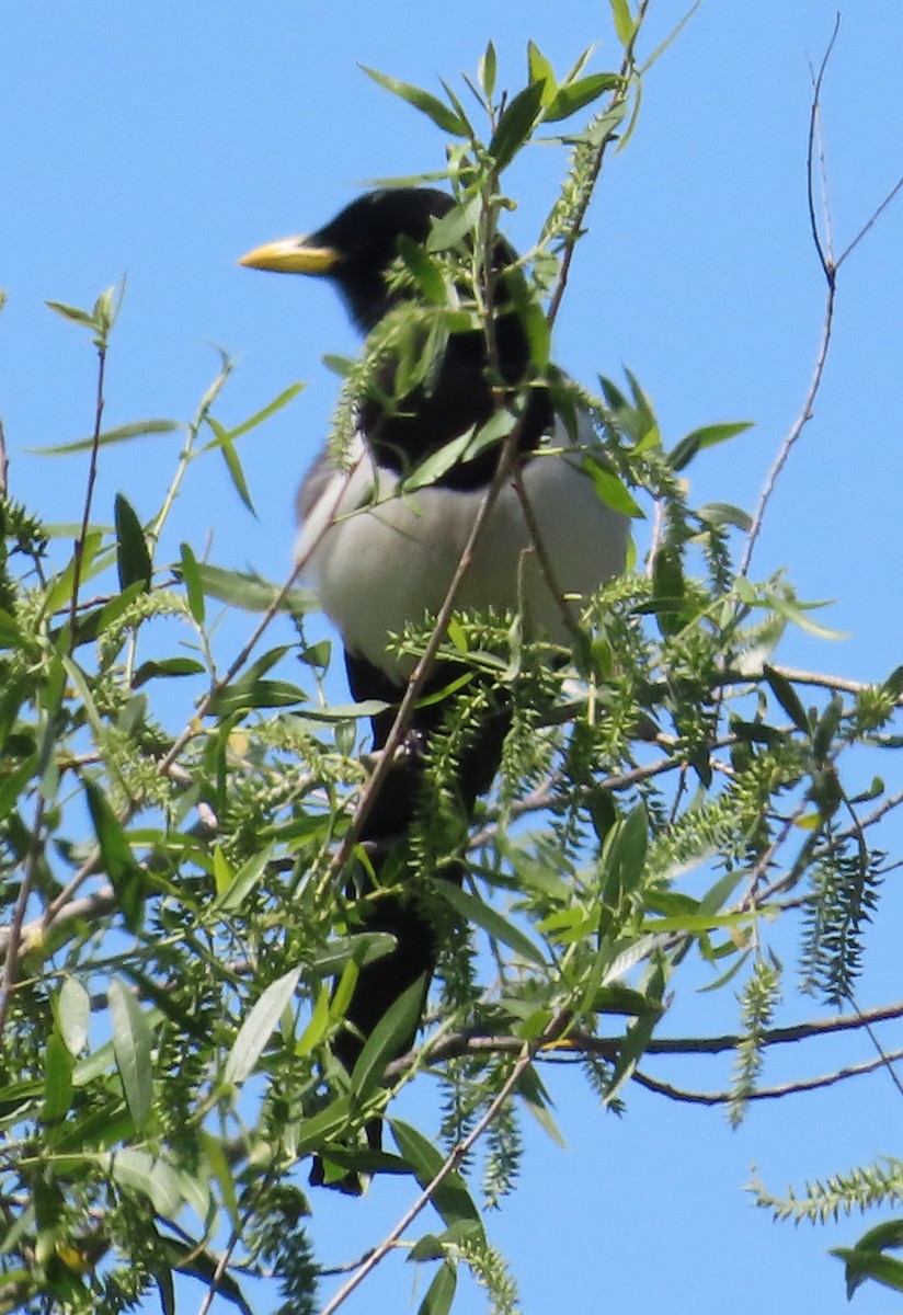 Yellow-billed Magpie - The Spotting Twohees