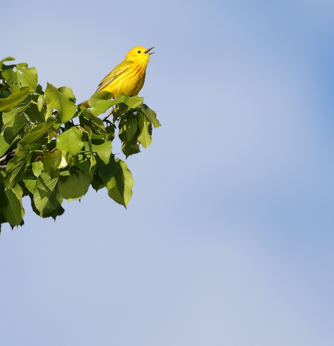 Yellow Warbler - Andy Gee