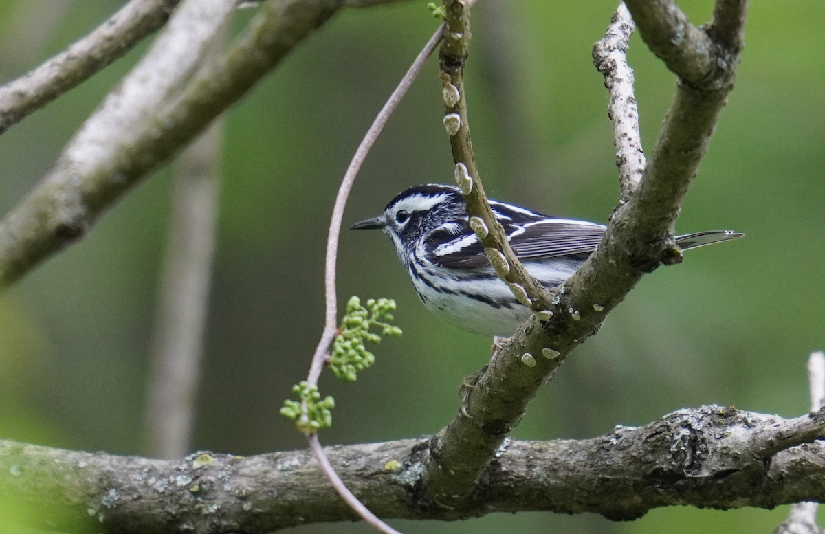 Black-and-white Warbler - ML618795171