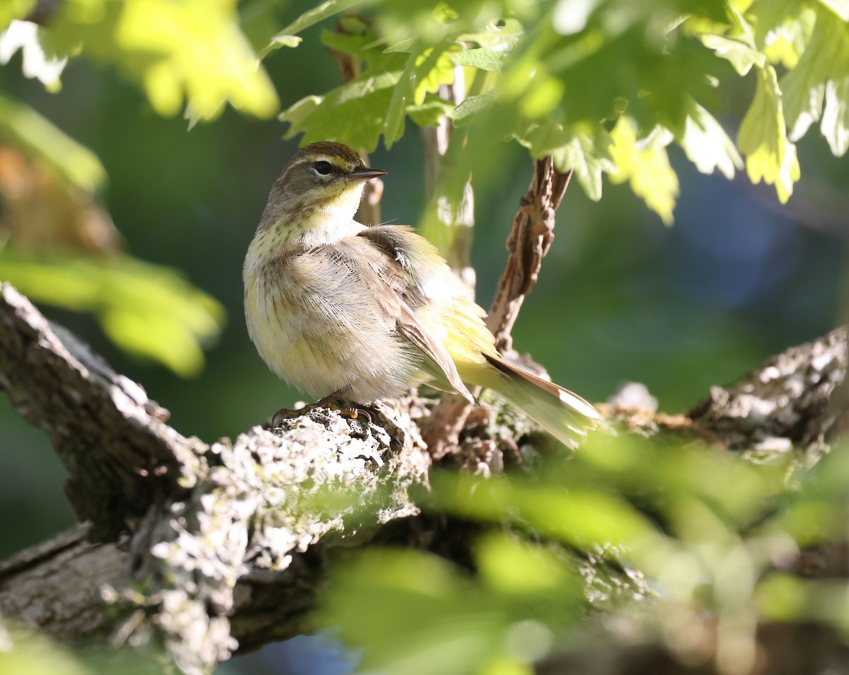Palm Warbler - Andy Gee
