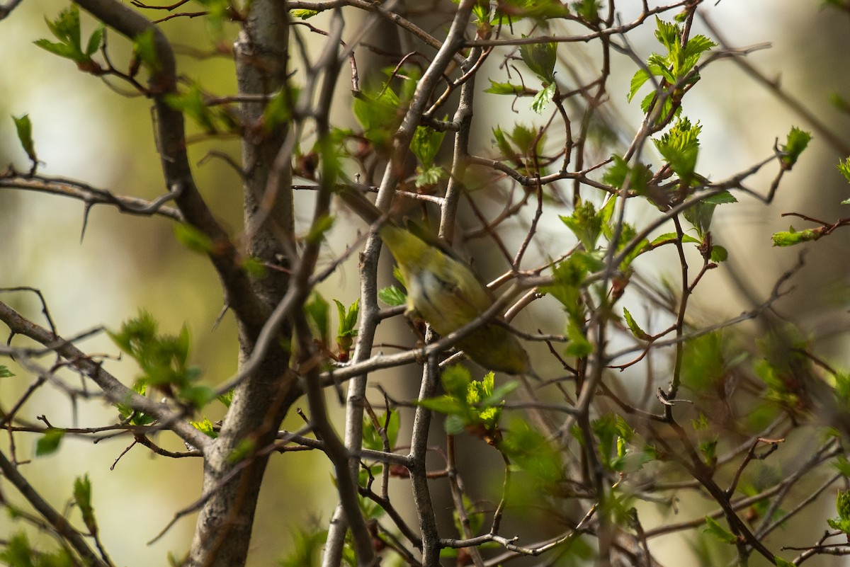 Orange-crowned Warbler - David Broska