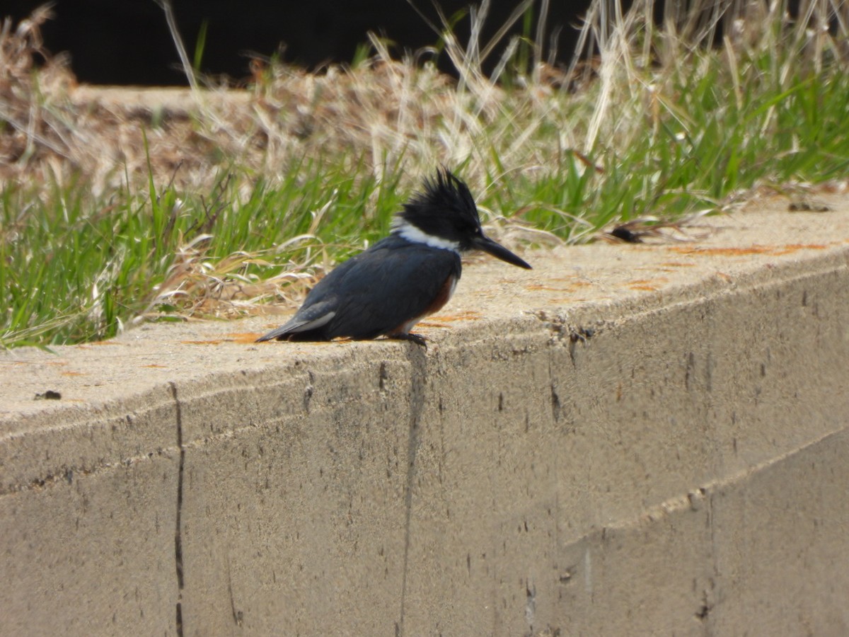 Belted Kingfisher - ML618795192