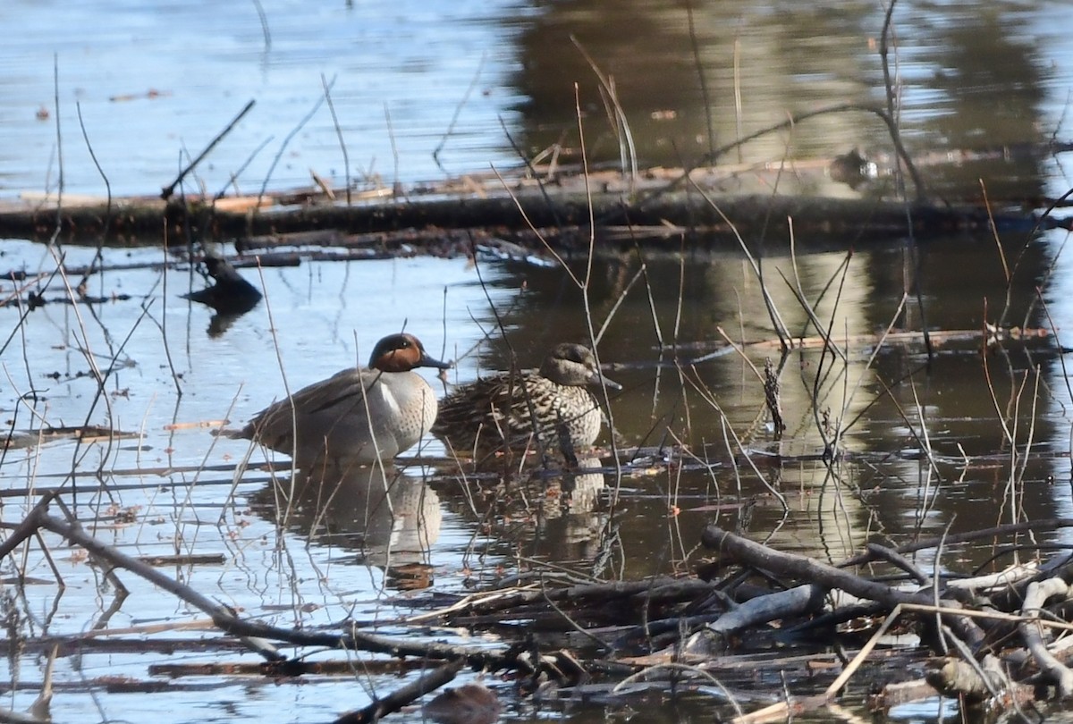 Green-winged Teal - ML618795196