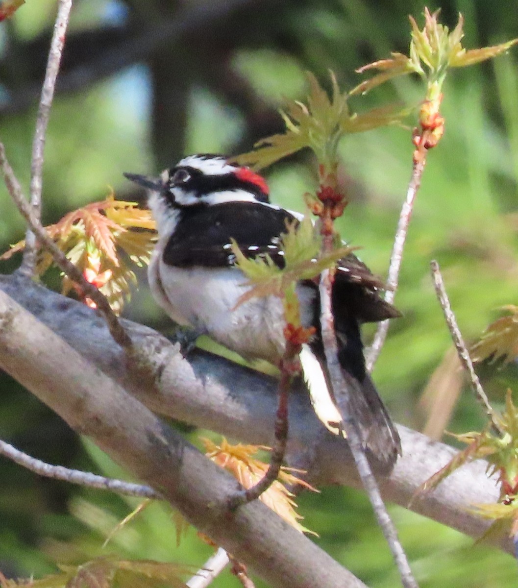 Downy Woodpecker - The Spotting Twohees
