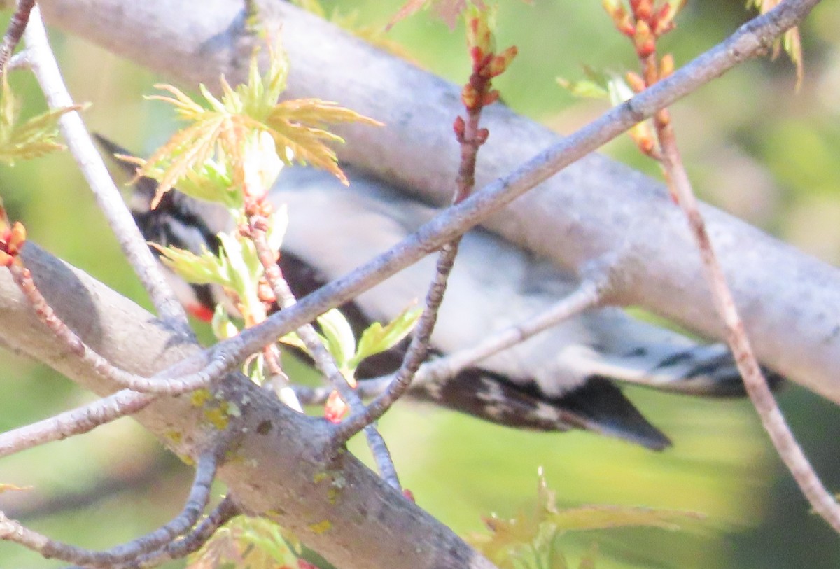 Downy Woodpecker - The Spotting Twohees