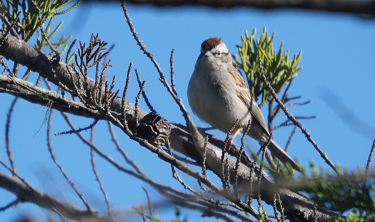 Chipping Sparrow - ML618795216