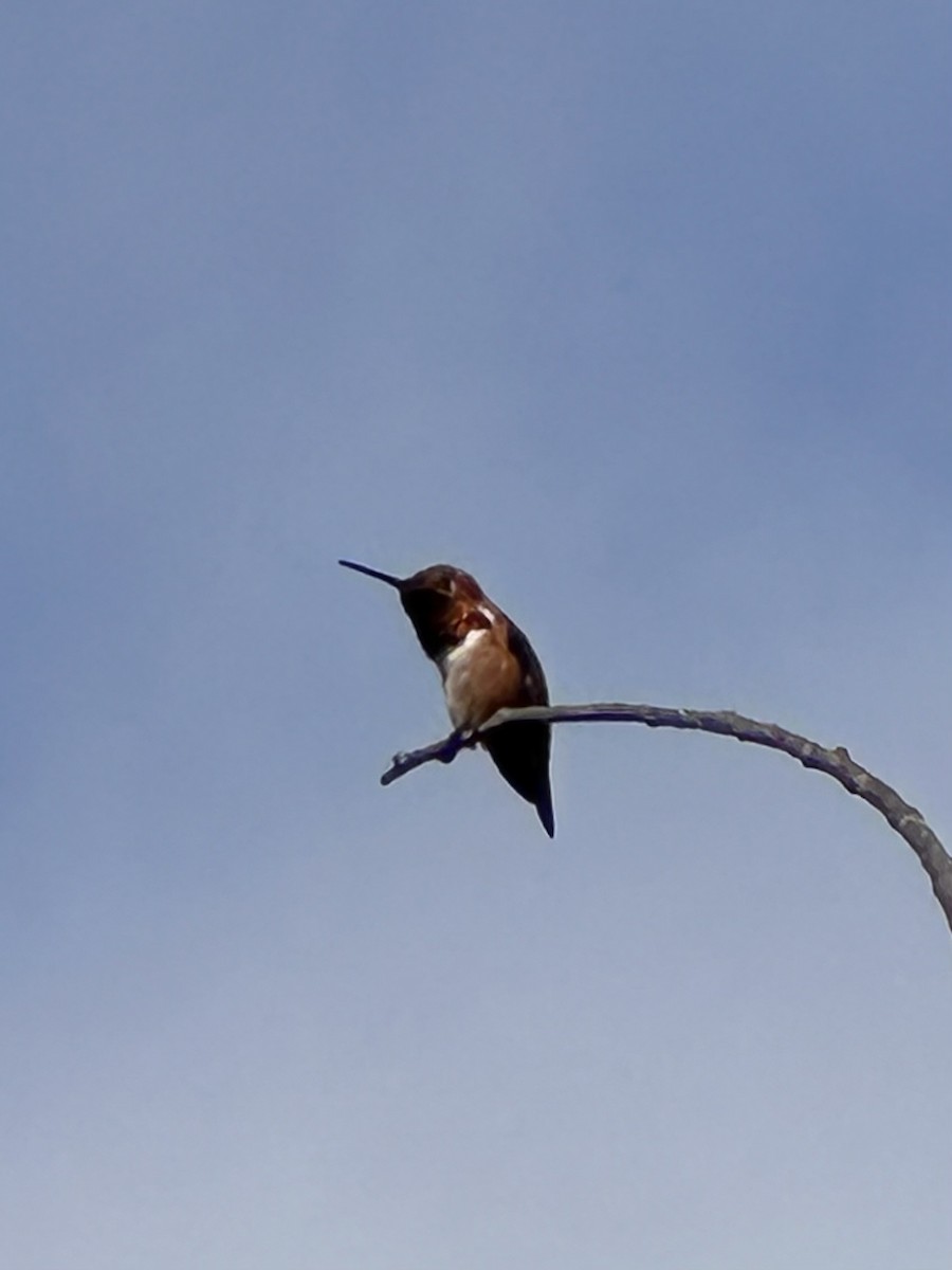 Allen's Hummingbird - ML618795228