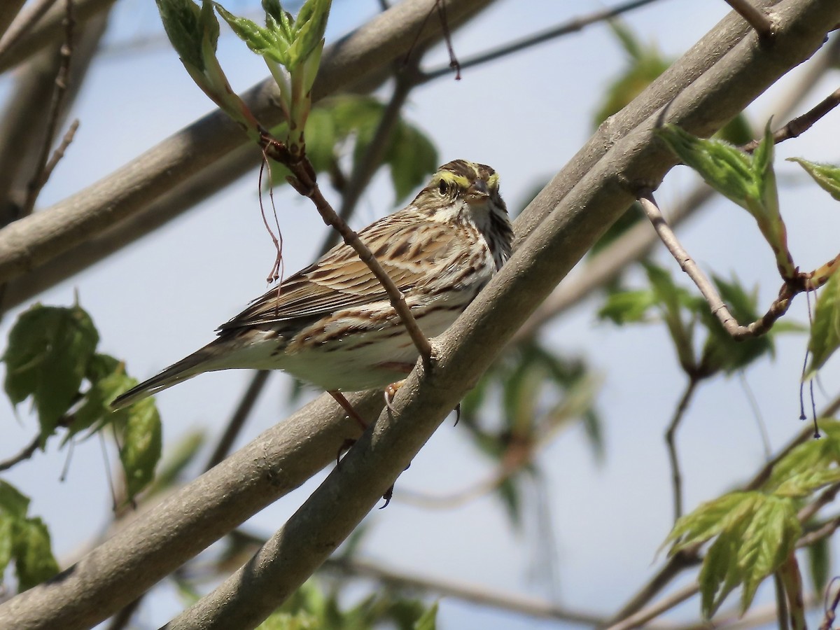 Savannah Sparrow - ML618795254
