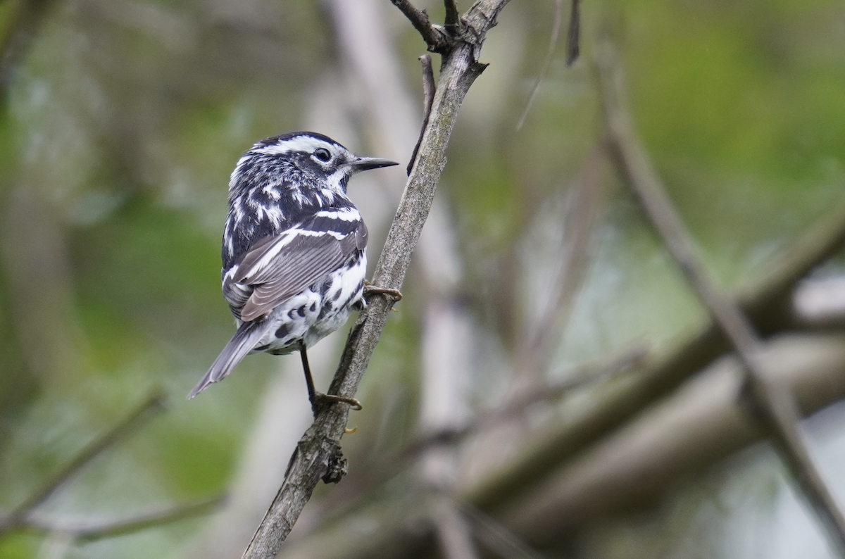 Black-and-white Warbler - ML618795280