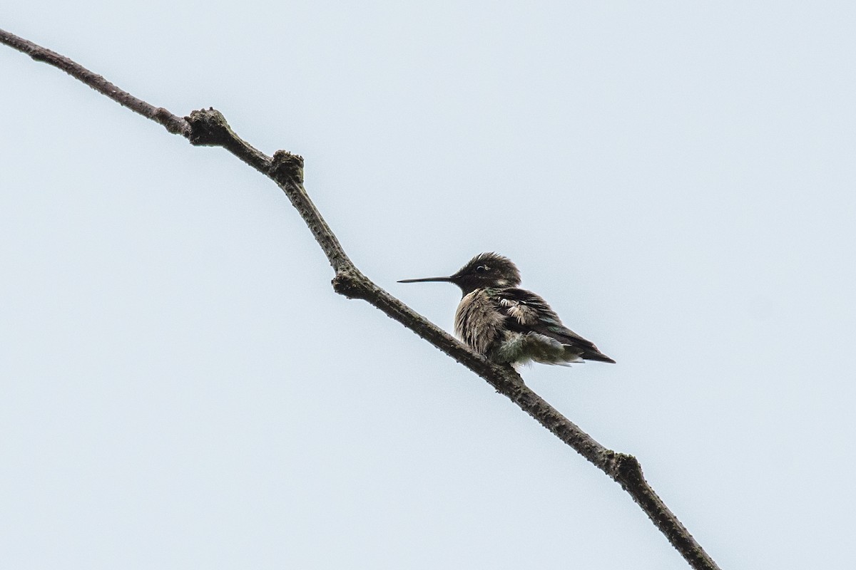 Ruby-throated Hummingbird - ML618795282