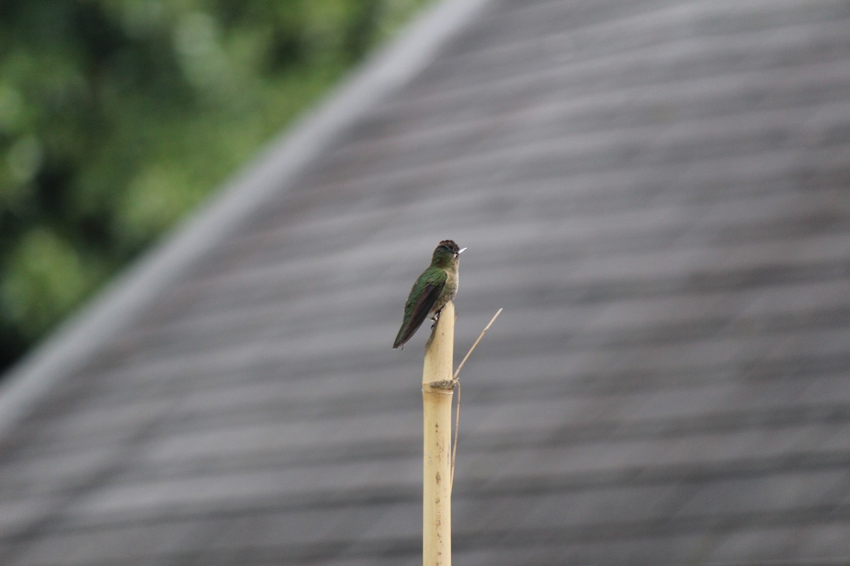 Green-backed Firecrown - ML618795284