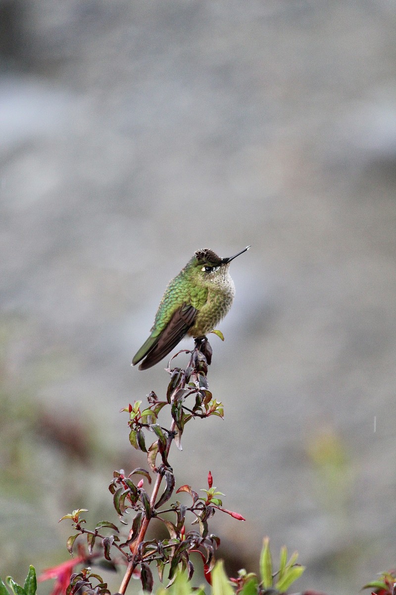 Green-backed Firecrown - ML618795285
