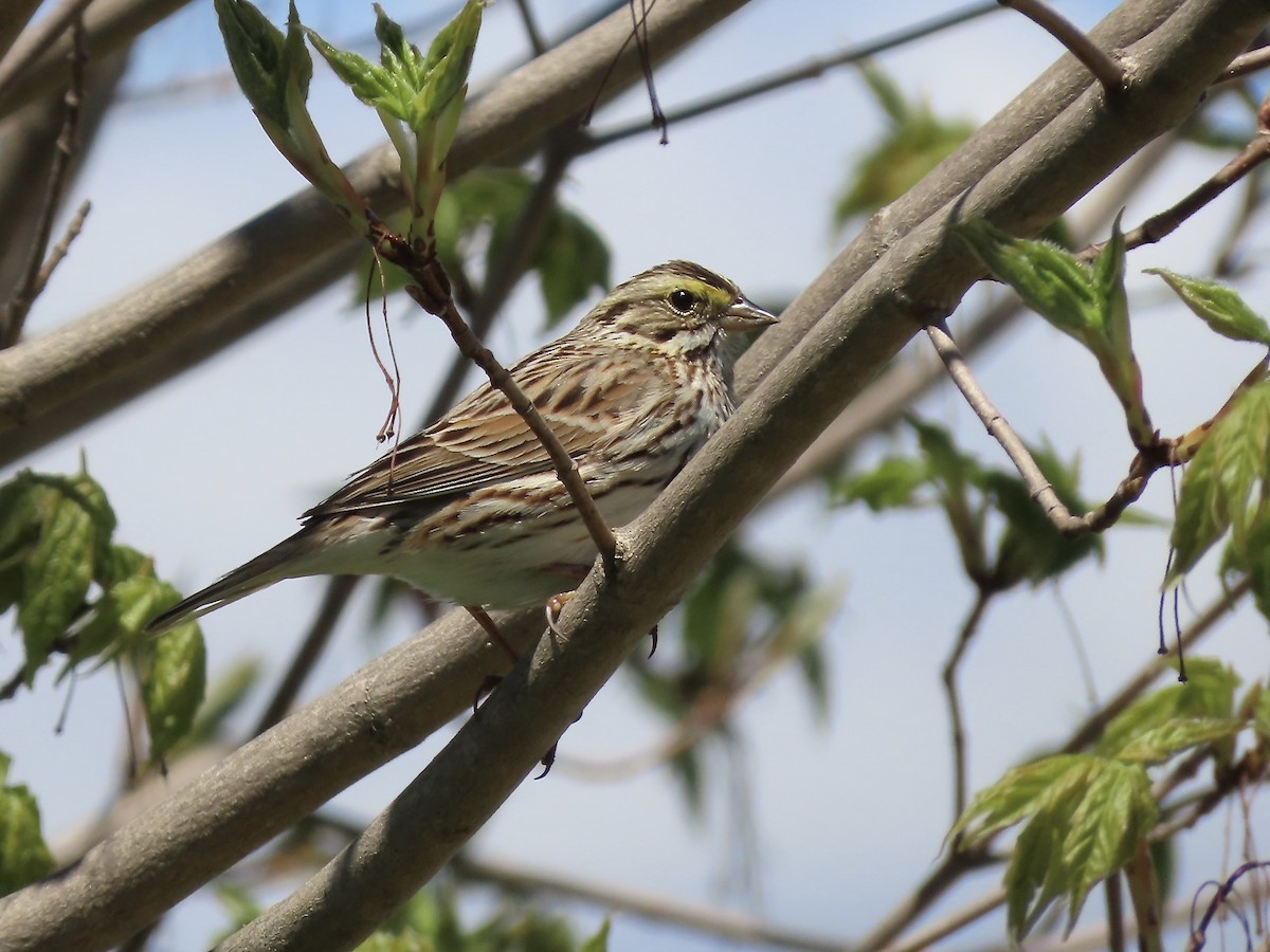 Savannah Sparrow - ML618795313