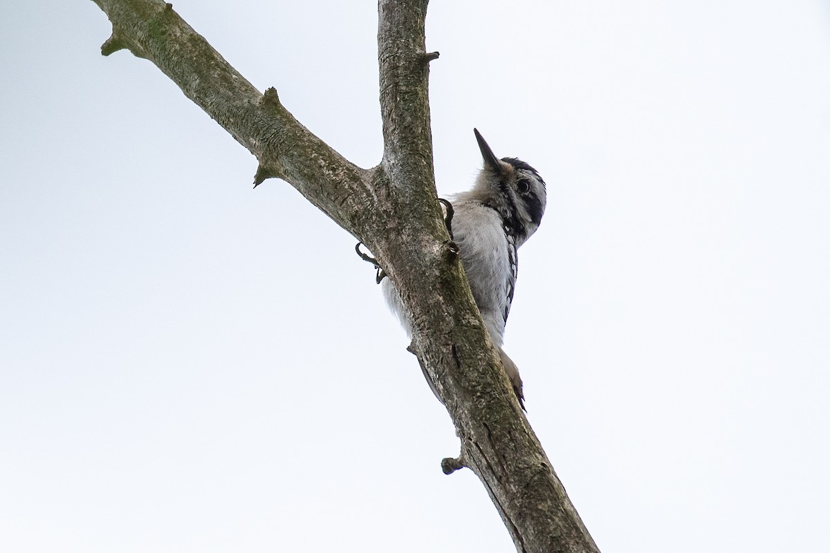 Hairy Woodpecker (Eastern) - ML618795318