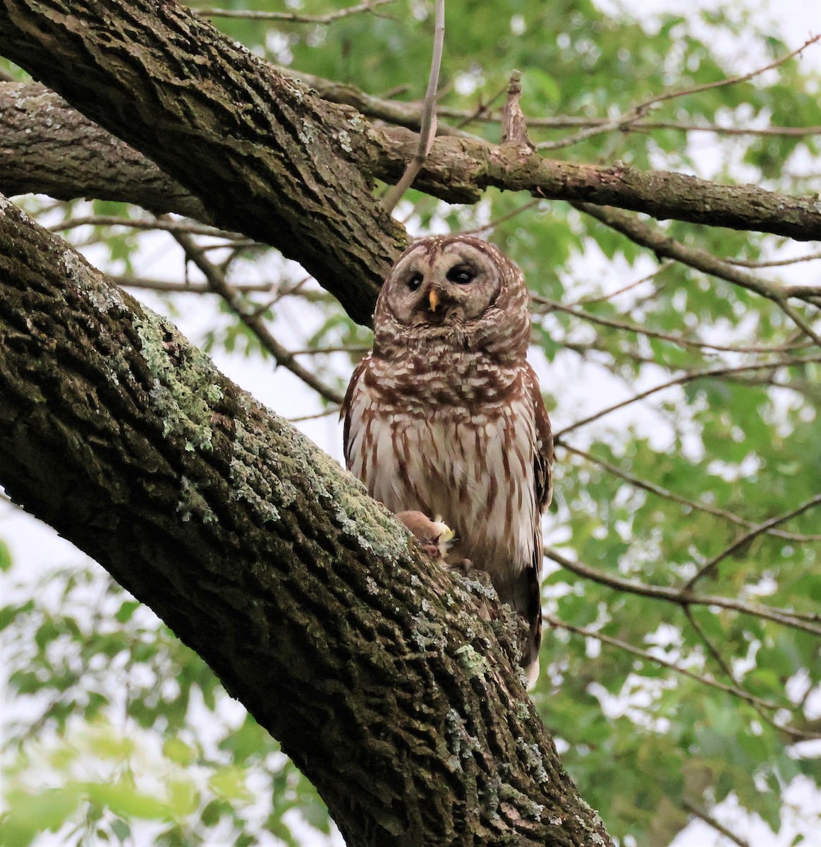 Barred Owl - Stacia Novy