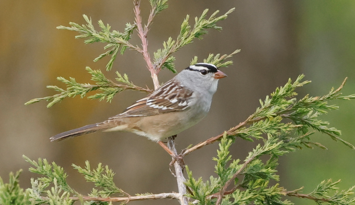 White-crowned Sparrow - ML618795346