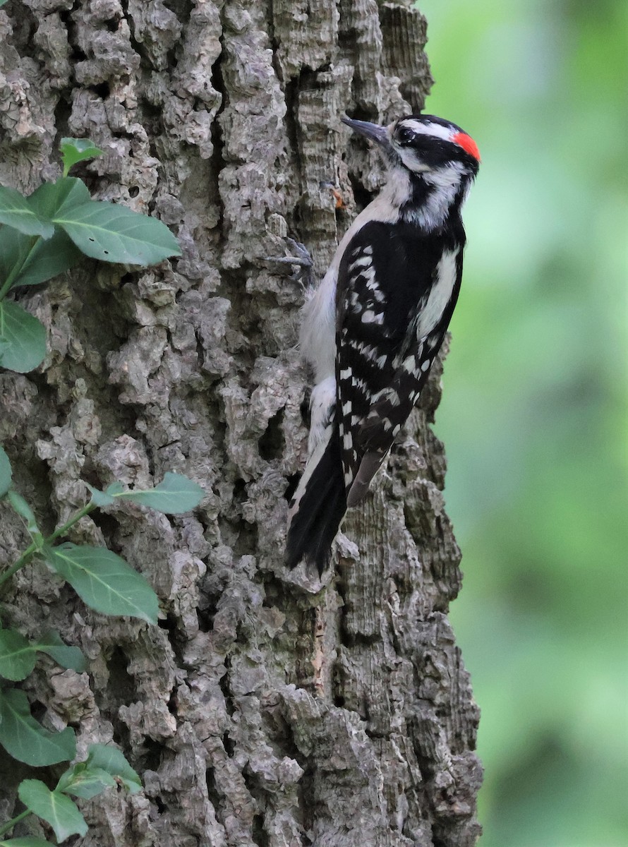 Downy Woodpecker - Stacia Novy