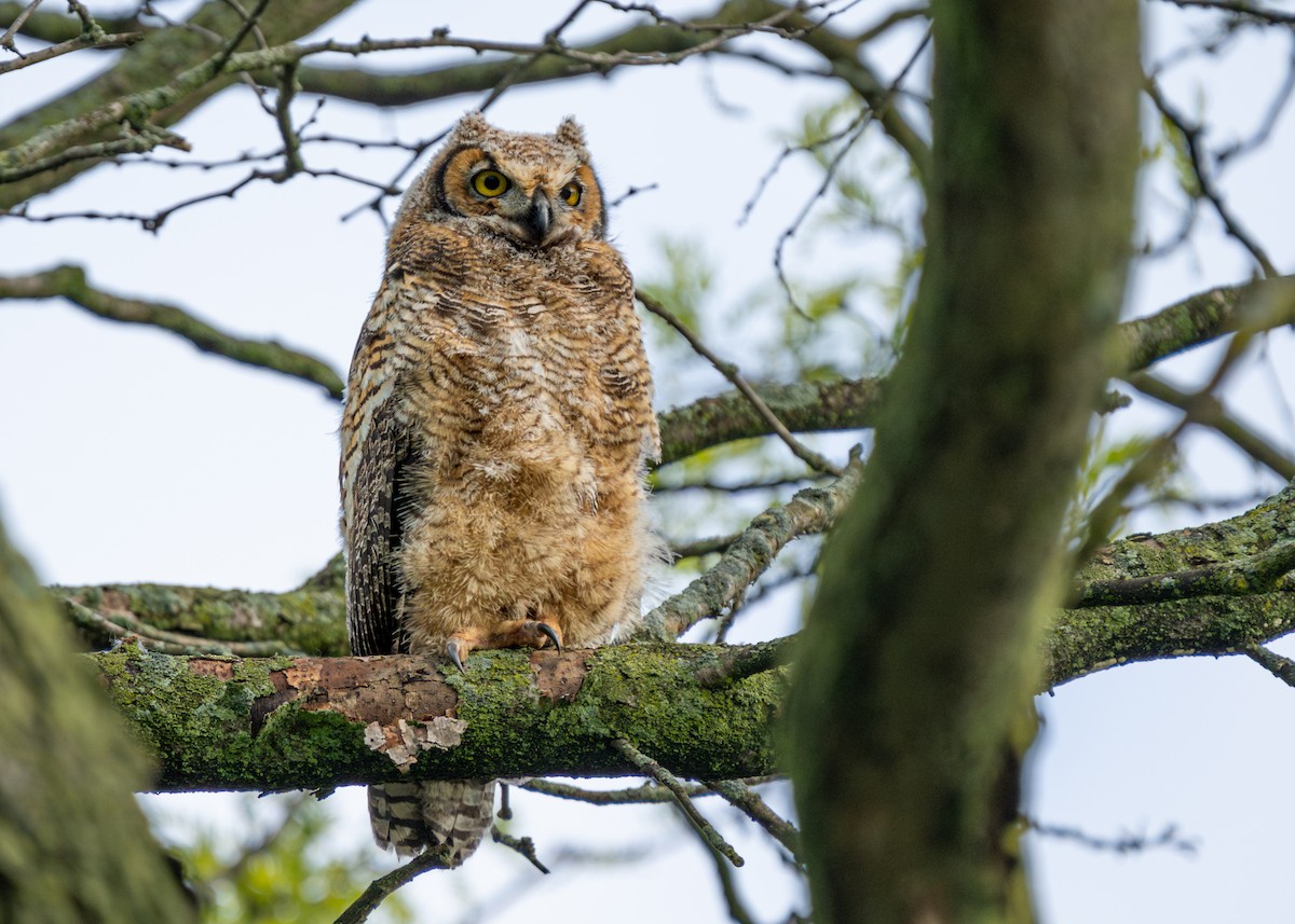 Great Horned Owl - ML618795376
