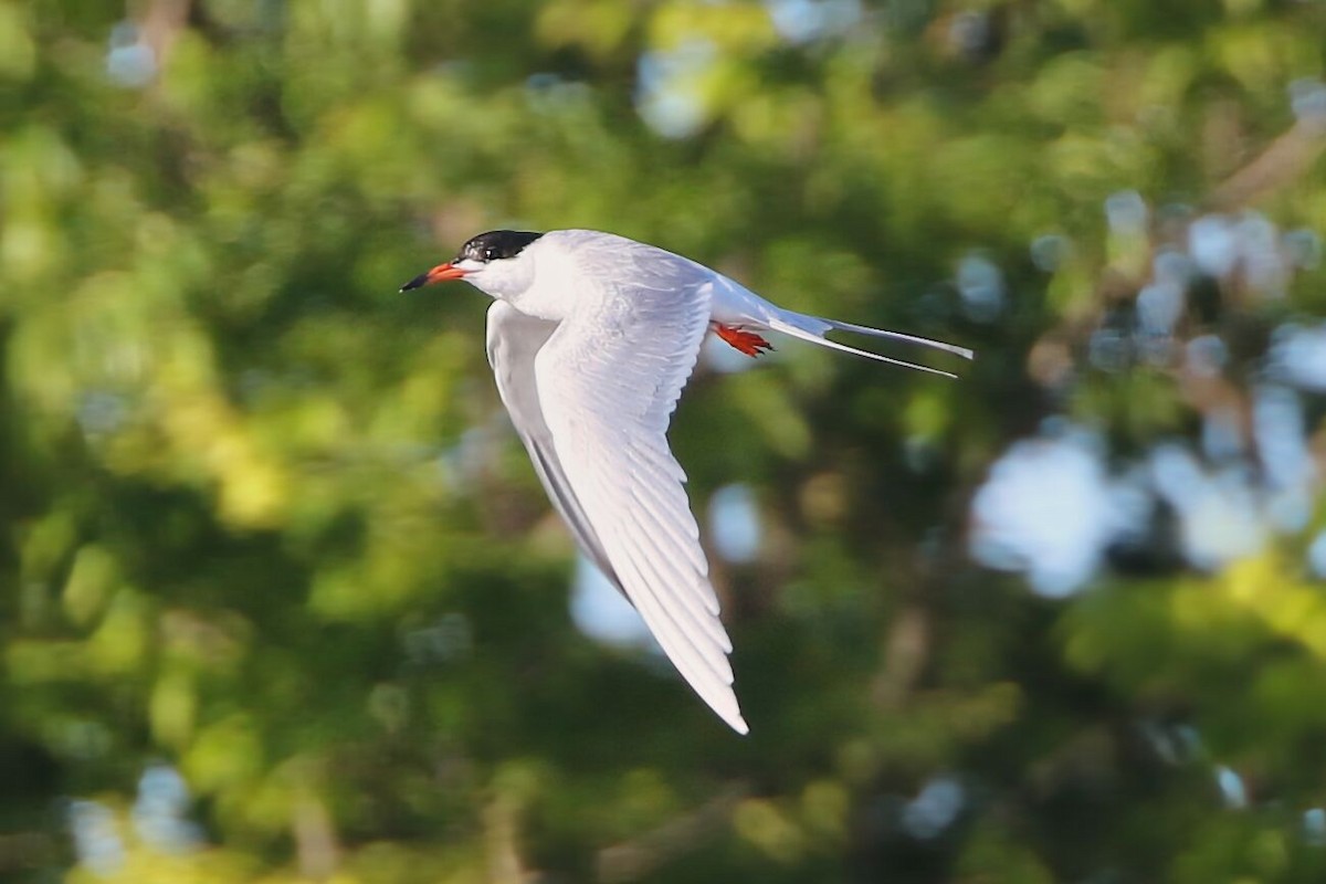 Forster's Tern - Kevin Thomas