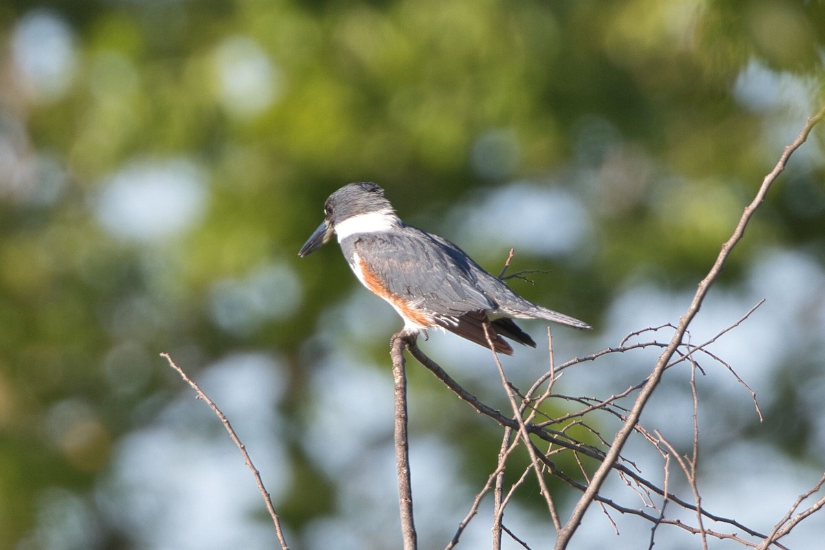Belted Kingfisher - Kevin Thomas