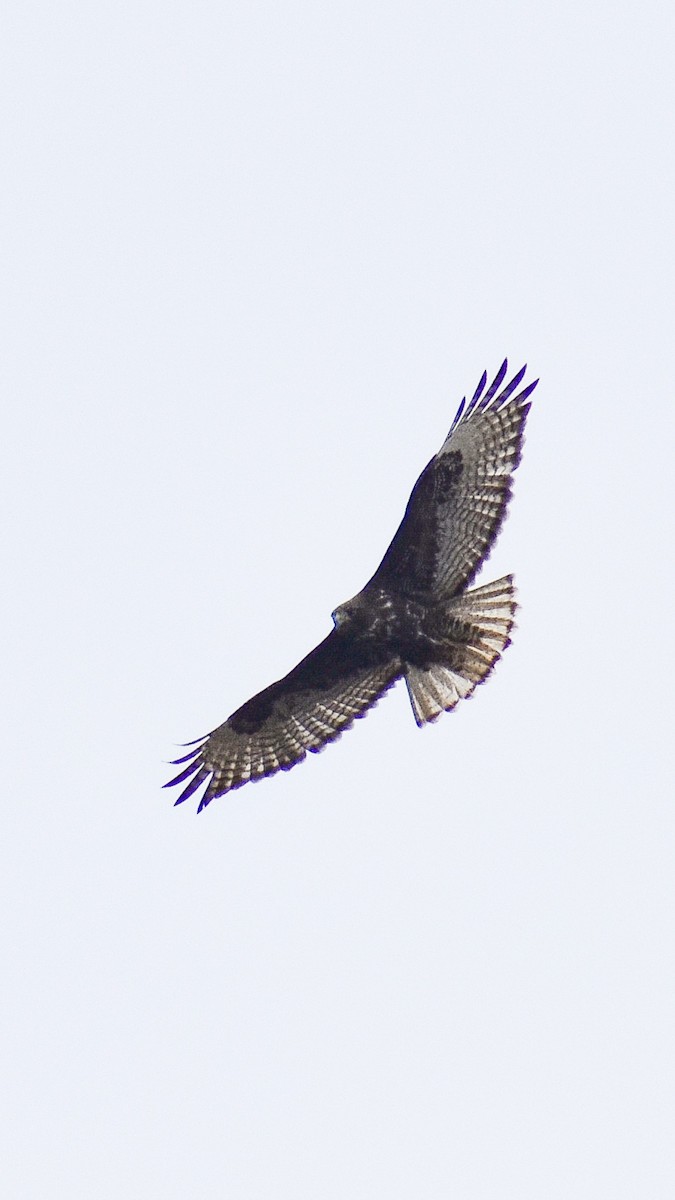 Red-tailed Hawk - ML618795442