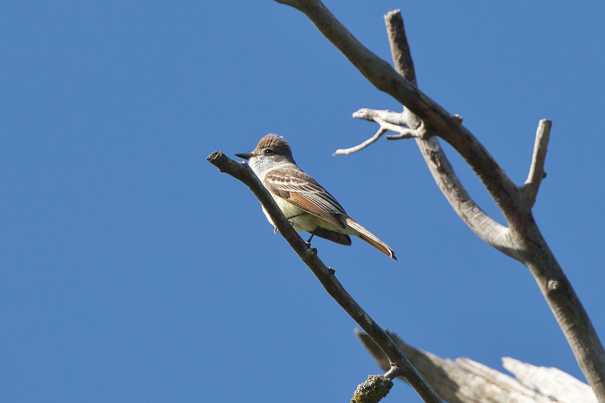 Ash-throated Flycatcher - Kevin Thomas
