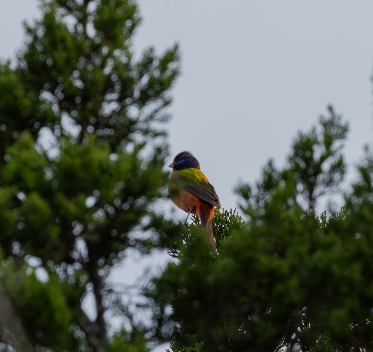 Painted Bunting - ML618795528