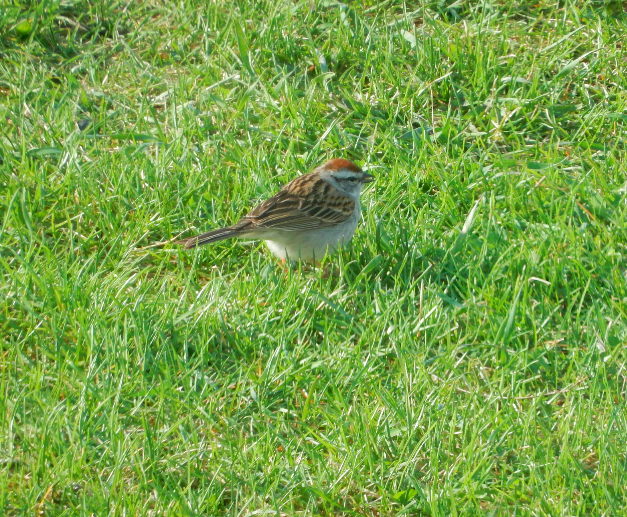 Chipping Sparrow - ML618795531
