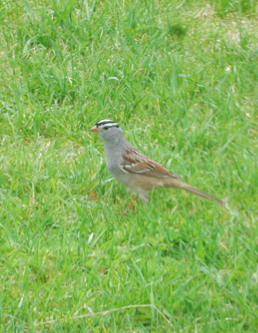 White-crowned Sparrow - ML618795594