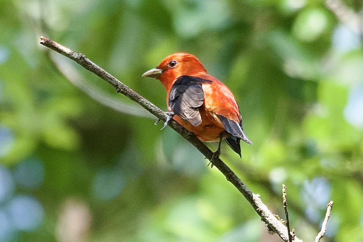 Scarlet Tanager - ML618795621