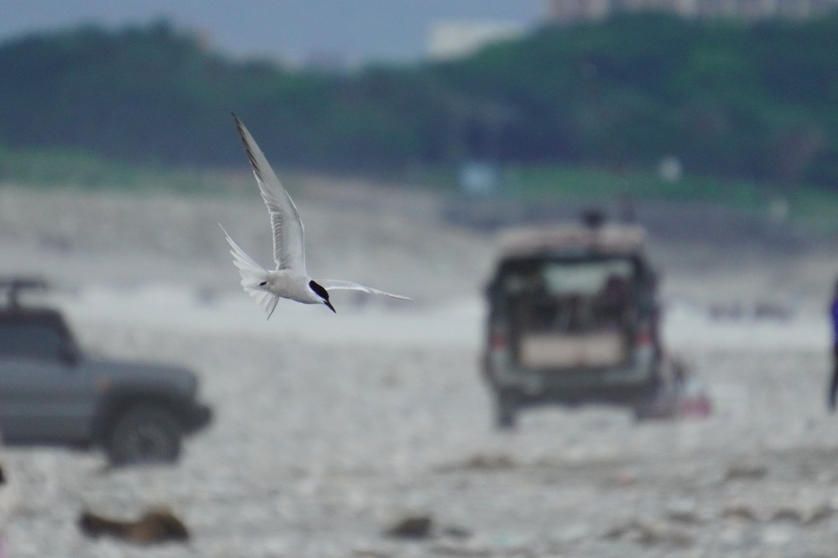 Common Tern - 吳 致謙