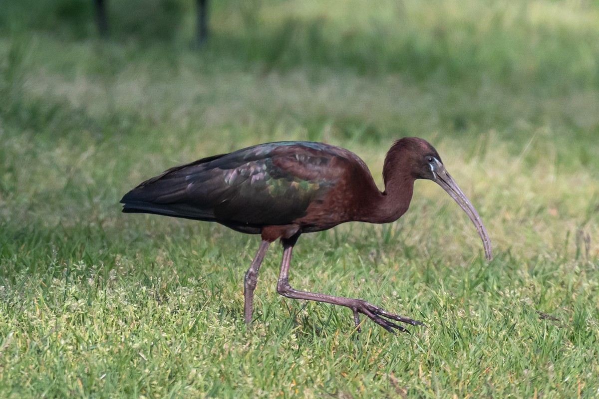 ibis hnědý - ML618795633