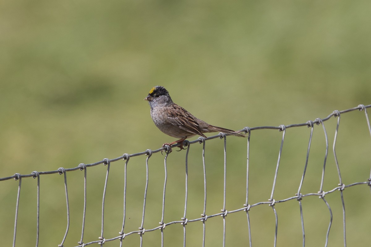 Golden-crowned Sparrow - ML618795634