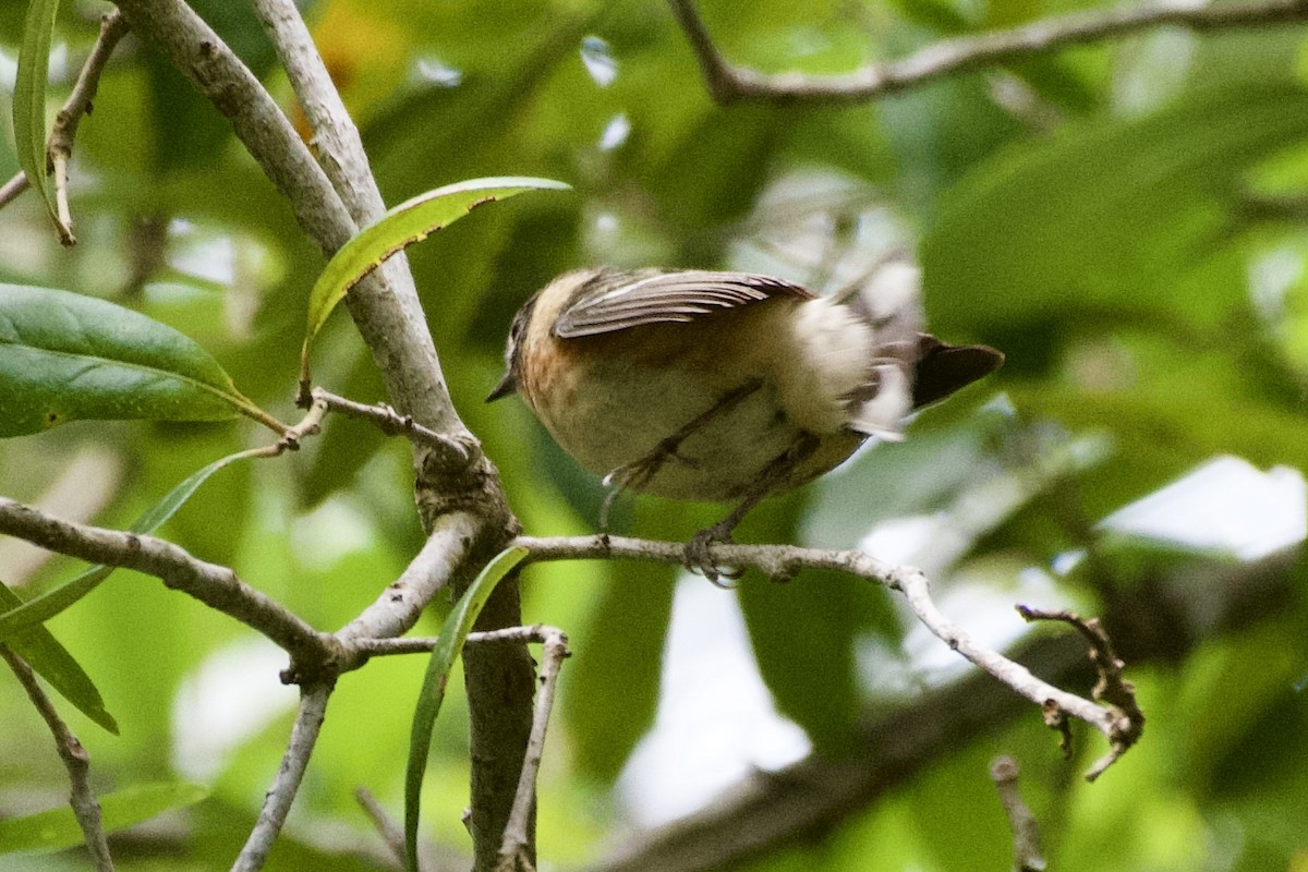 Bay-breasted Warbler - ML618795642