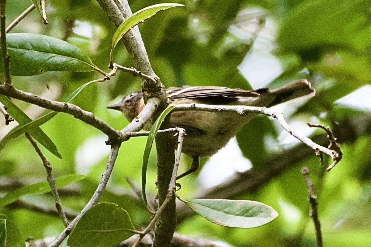 Bay-breasted Warbler - ML618795644