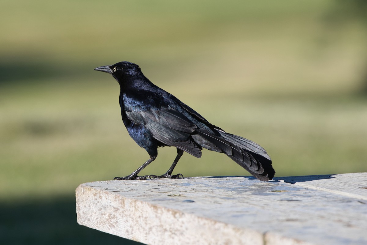 Great-tailed Grackle - ML618795657