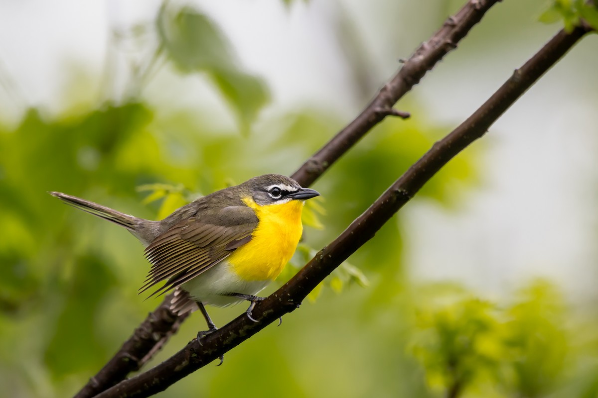 Yellow-breasted Chat - ML618795662