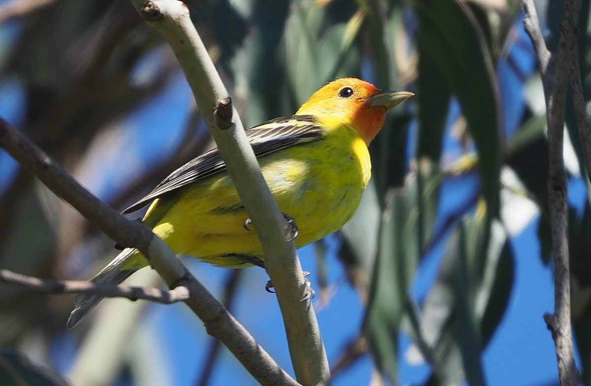 Western Tanager - ML618795679