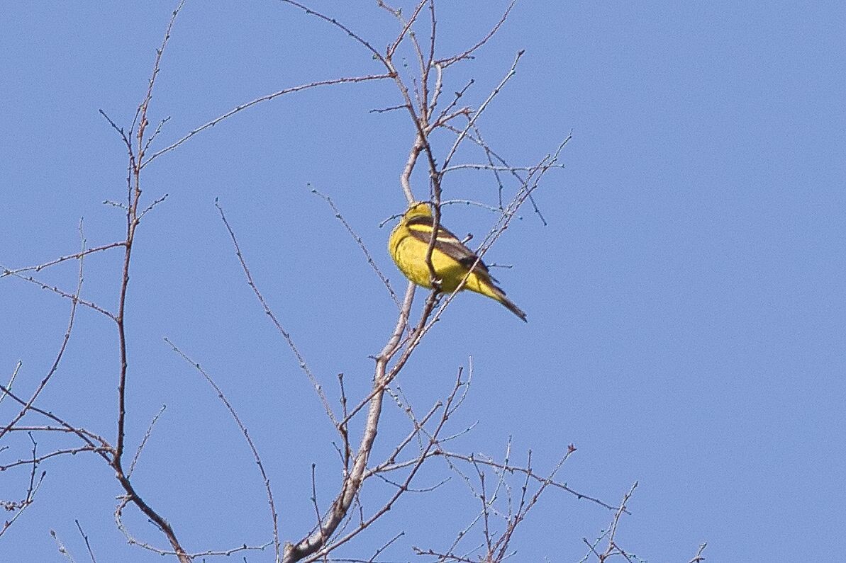 Western Tanager - ML618795686