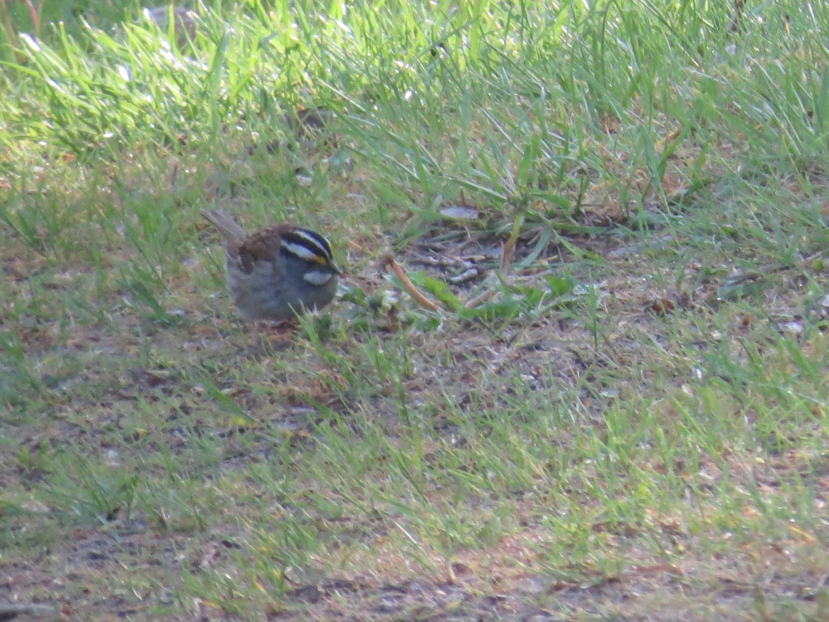 White-throated Sparrow - ML618795693