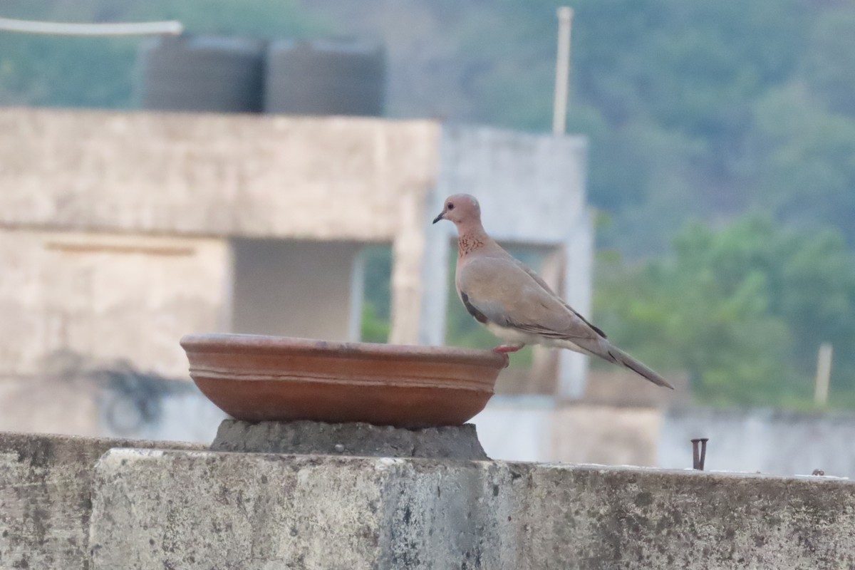 Laughing Dove - ML618795697