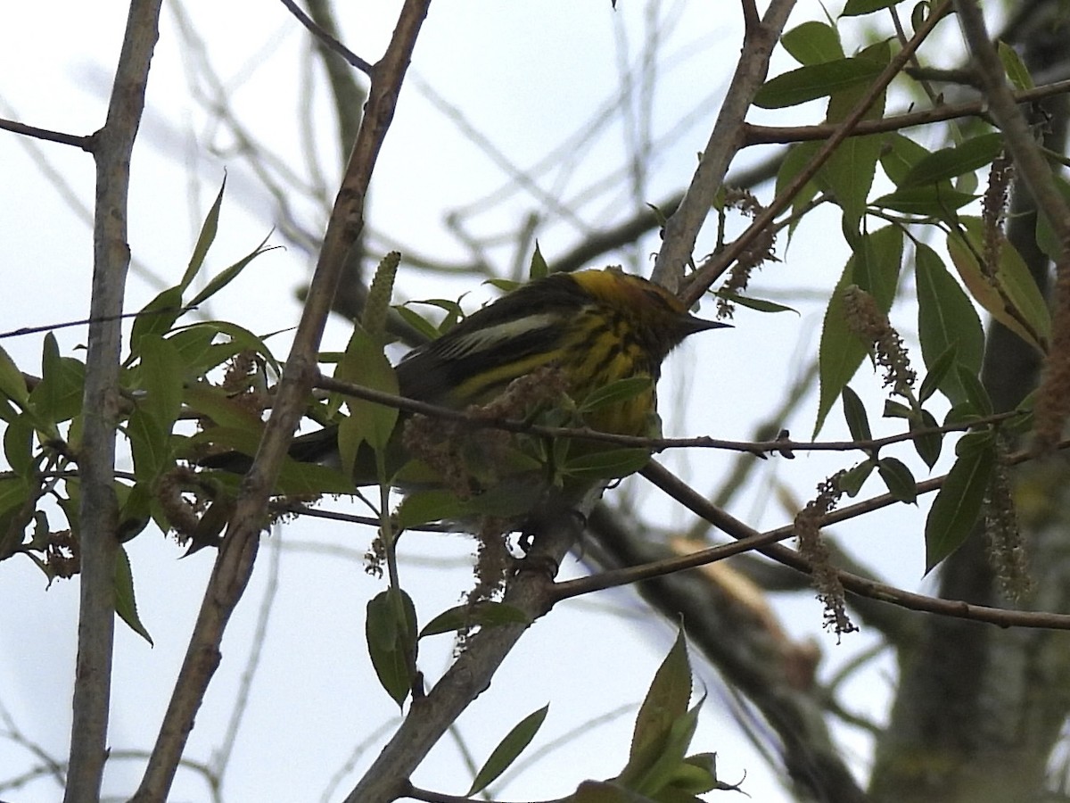 Cape May Warbler - ML618795704