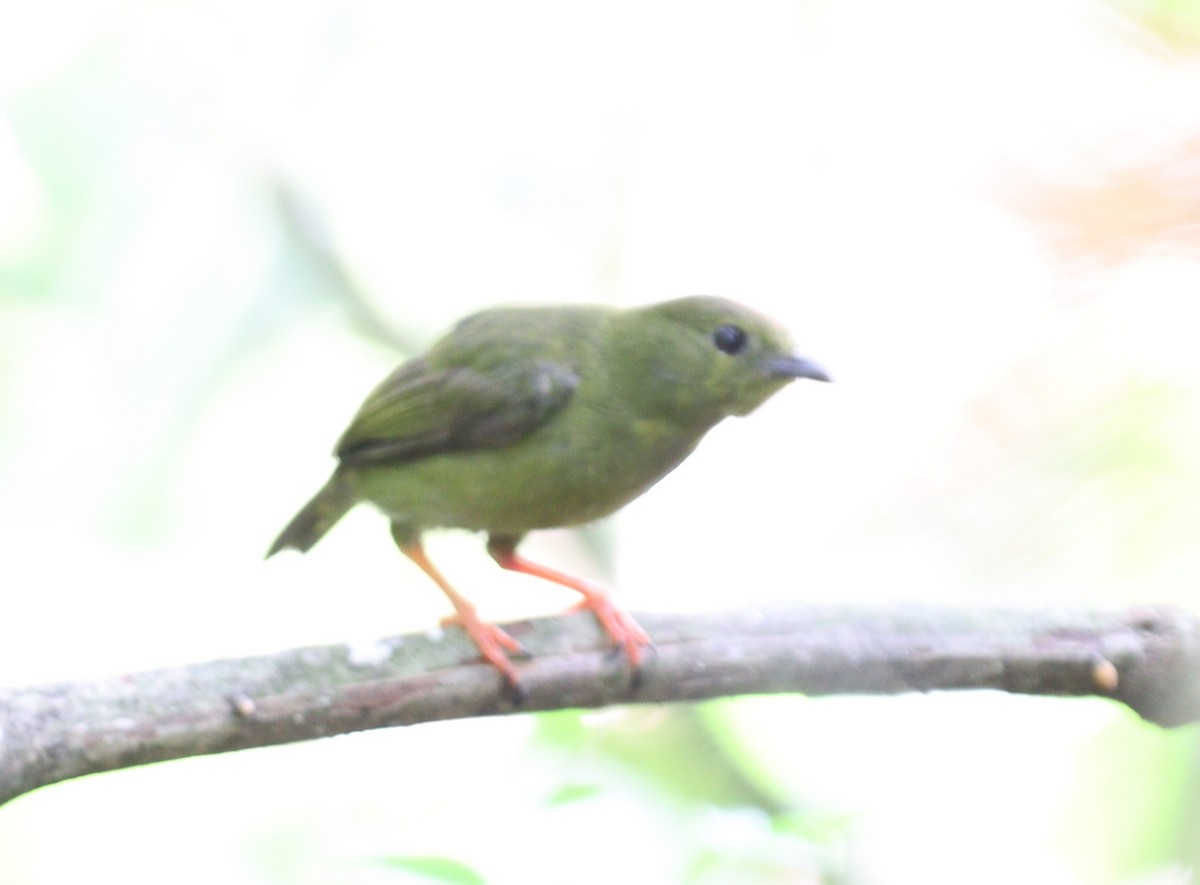 Palm Tanager - ML618795714